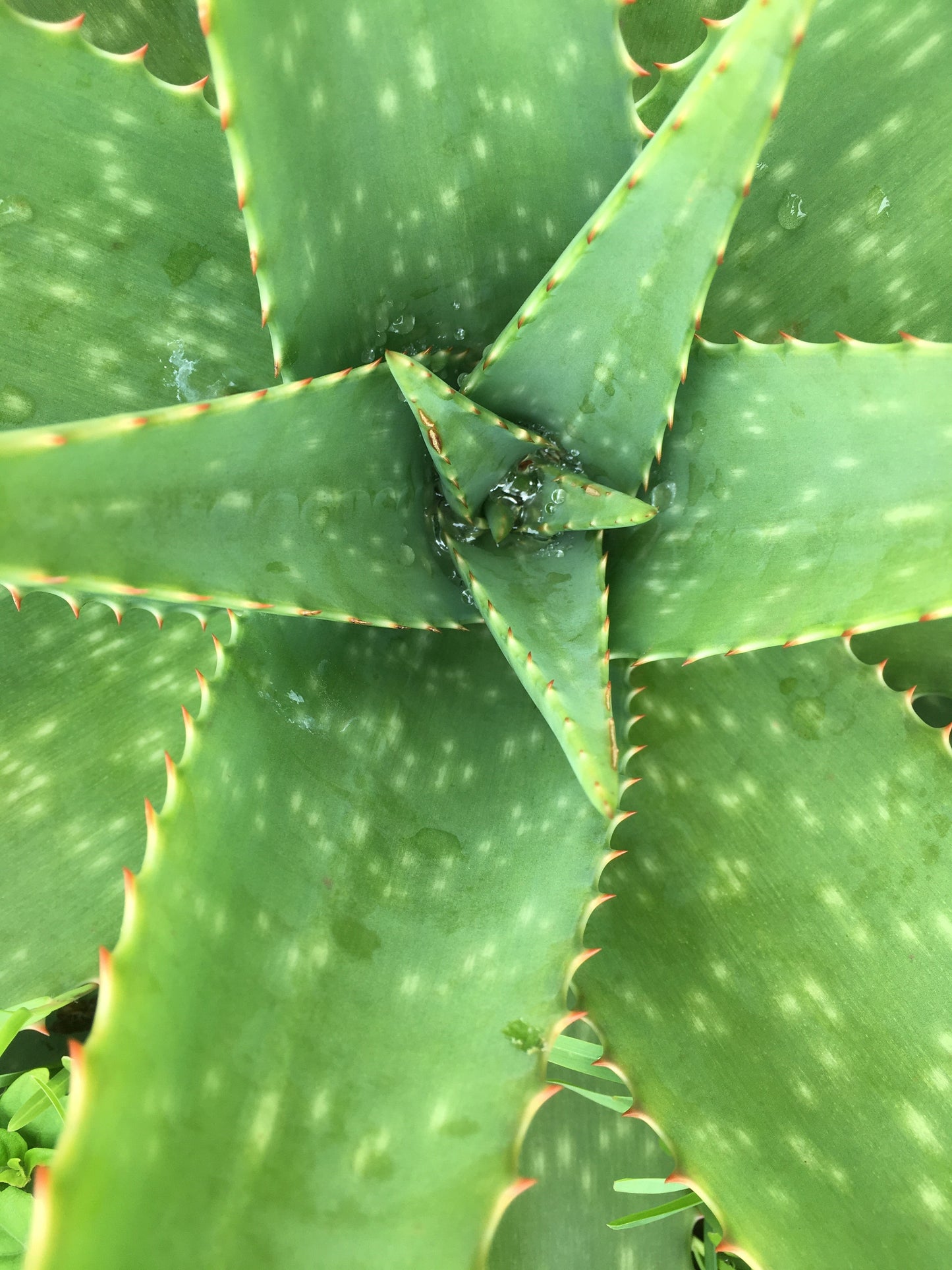 Mousse Nettoyante visage à L'Aloe Vera et huile de Ricin